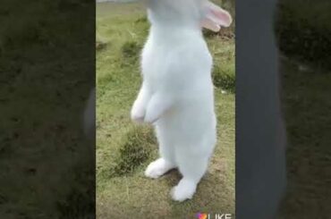 Cute rabbit 😚😚😚