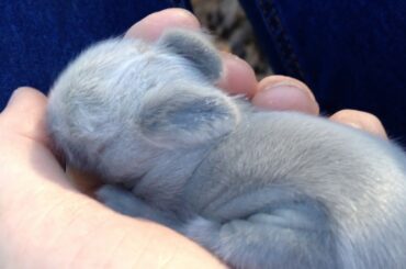 Baby Bunny Cuteness l Cute Baby Bunny Snuggles and Sleeps