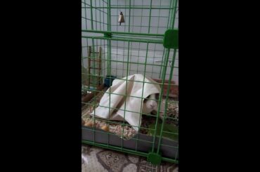My cute Rabbit is Playing :-)))