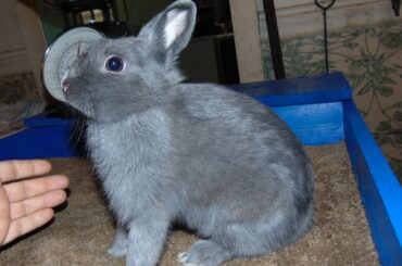 Baby Bunnies -- New Mini Rex Rabbit and Netherland Dwarf Rabbit Litters February 2017 Update