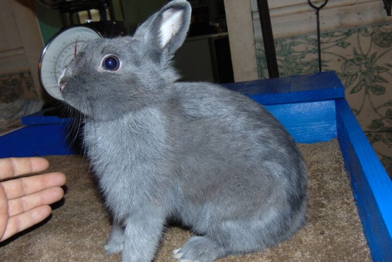 Baby Bunnies -- New Mini Rex Rabbit and Netherland Dwarf Rabbit Litters February 2017 Update