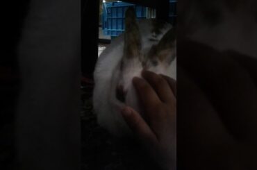 Petting a cute fat bunny
