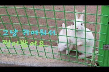 그냥  귀여워서 찍어봤어요. cute rabbit!