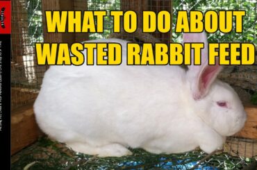 Rabbit Food  - Wasted Rabbit Feed - What's a Homesteader to Do?