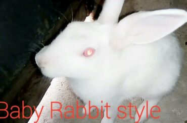 Training of cute funny rabbit.