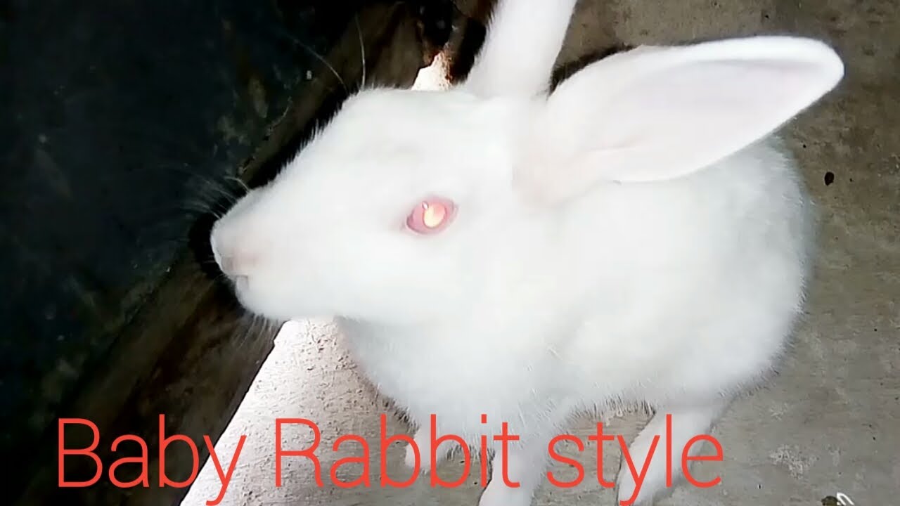 Training of cute funny rabbit.