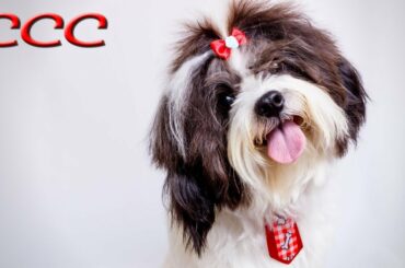 Cute Animals Doing Funny Things (Try Not To Laugh)