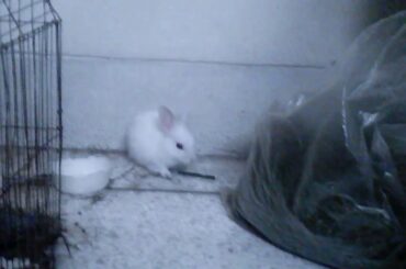 Cute rabbit 😍😍😍