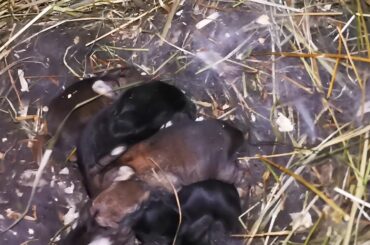 Giant Rabbit nest clean out