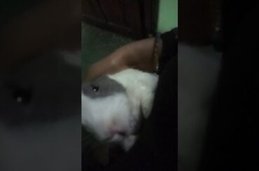 My cute rabbit