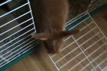 My new bunny