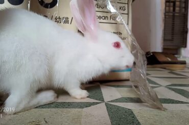 So cute 🥰 baby rebbit ||part 1||animals pets ||