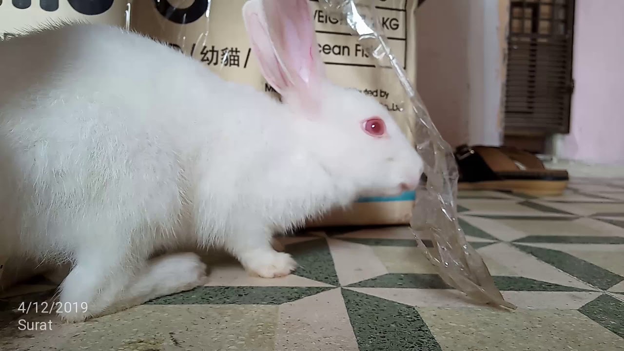 So cute 🥰 baby rebbit ||part 1||animals pets ||