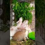Cut rabbit bunnies eating barseem
