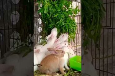 Cut rabbit bunnies eating barseem