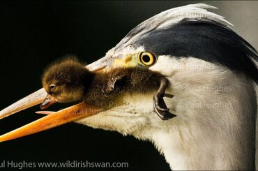 Heron eat ducklings in front of distraught and attacking mother ducks