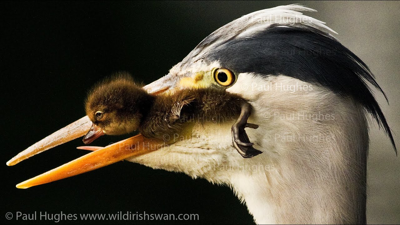 Heron eat ducklings in front of distraught and attacking mother ducks