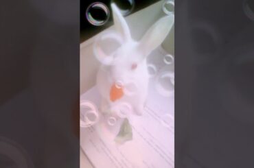 My cute rabbit ❤️ eating like BTS Jungkook 😘 💜