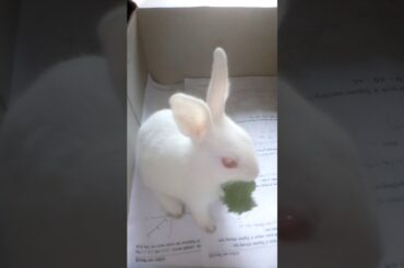 My cute rabbit ❤️ eating like BTS Jungkook 😘 💜