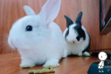 very day pity rabbit play so cute rabbit asmr