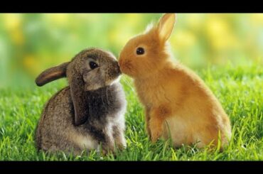 ada KELINCI LUCU // CUTE RABBITS