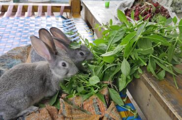 Cute Pet Rabbits @My Village