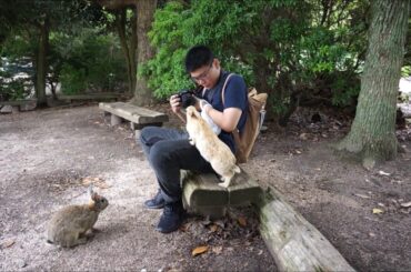 anti-mainstream Japan travel: feeding cute rabbits in Okuno-Jima Island & a quick visit to Nara Park