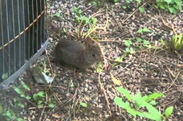 CUTEST BABY BUNNY EVER!! (In My Backyard) ♥ Personal