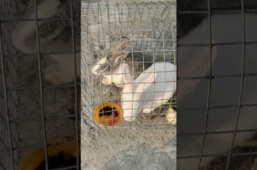 Cute rabbit