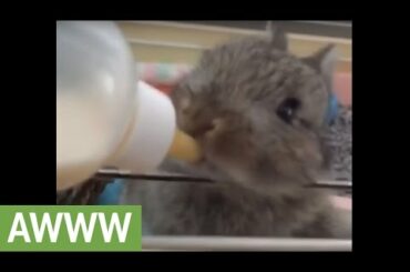 Baby bunny preciously drinks milk from bottle