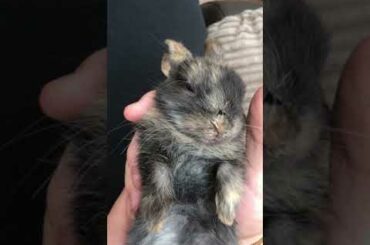 Lad strokes sleepy baby bunny in his lap