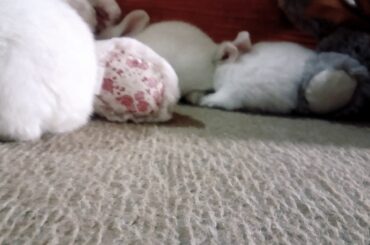 Cutest bunny😍😍❤