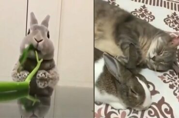 Funny Rabbits And Cute Rabbits Videos - Bunnies are Awesome - Funny Pets Videos