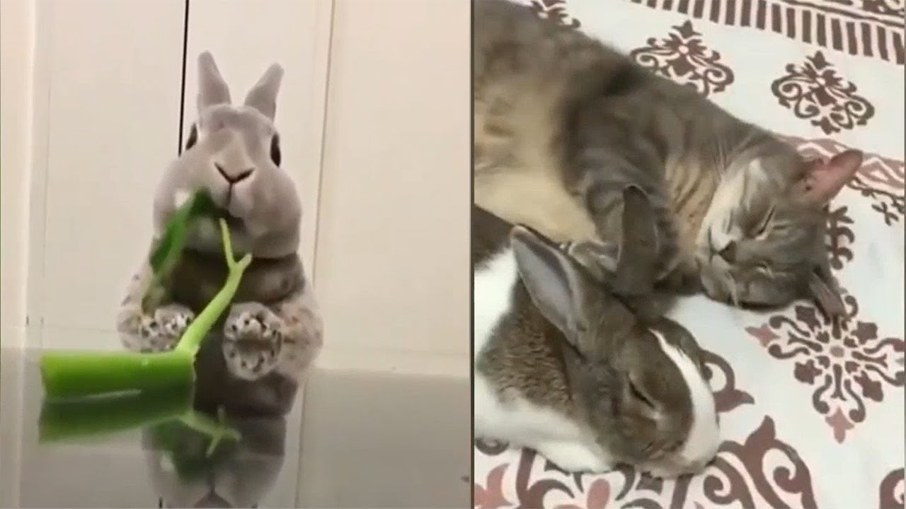 Funny Rabbits And Cute Rabbits Videos - Bunnies are Awesome - Funny Pets Videos