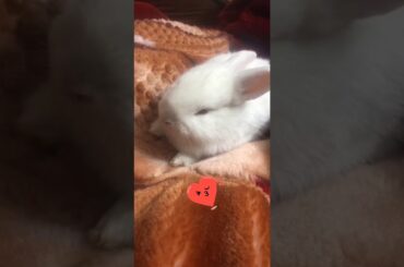 Baby bunny rabbit
