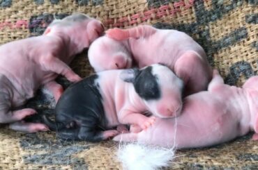 Cute Baby rabbits - മുയൽ കുഞ്ഞുങ്ങൾ ..