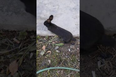 Cute Rabbit #black