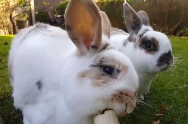 cute fluffy bunnies eating a Banana