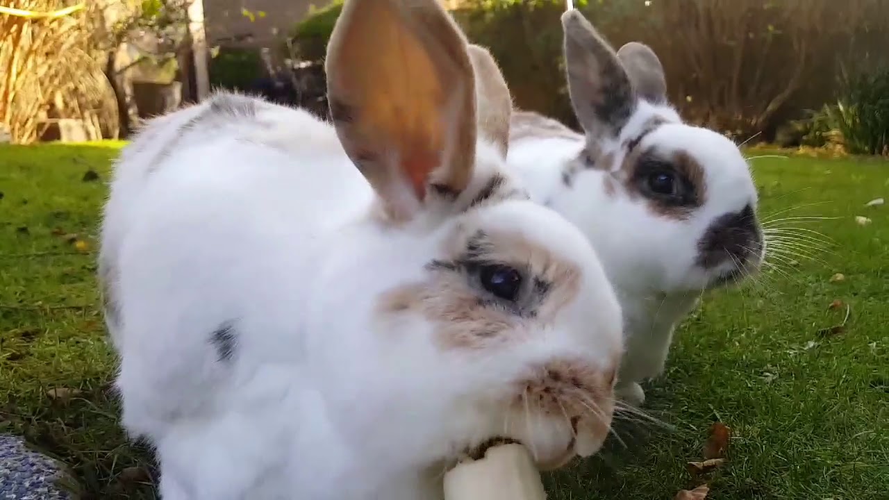 cute fluffy bunnies eating a Banana