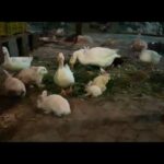 Rabbit || ducks || cute animals || zoo animals || beautiful scene|| nature