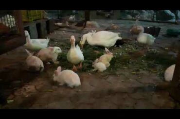 Rabbit || ducks || cute animals || zoo animals || beautiful scene|| nature