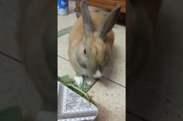 Cute rabbit eating spinach