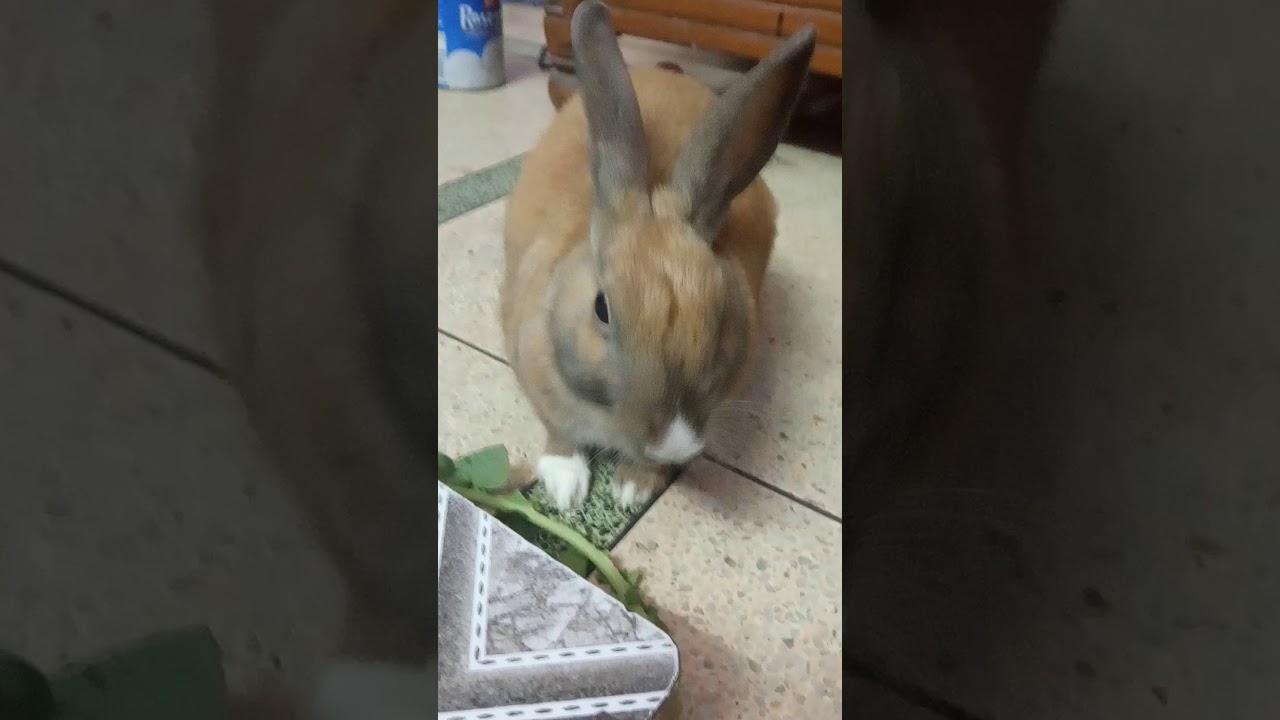 Cute rabbit eating spinach