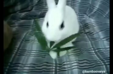 Bunny Eating Marijuanas, MUST Watch.