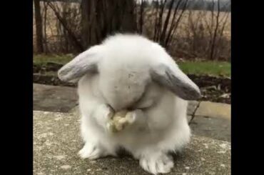 🙄🙄🙄Bubli 🐰 cute bunny🙄🙄🙄