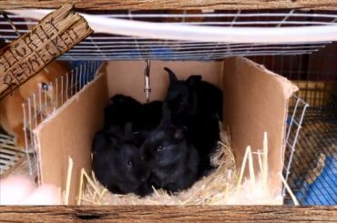 Shelving Baby Bunnies - The SR Rabbit Update 3-12-18