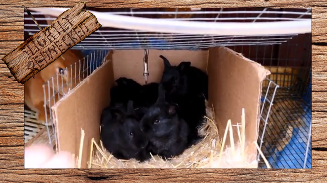 Shelving Baby Bunnies - The SR Rabbit Update 3-12-18