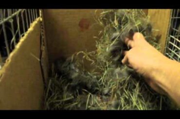 Rabbit Nest Making, Birth, and Newborn Babies