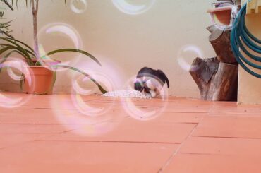 Sweet cute bunny running🐰🍀