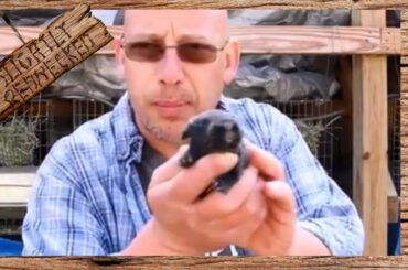 How to Know if a Rabbit is Taking Care of Her Babies - The SR Rabbit Update 3-6-18